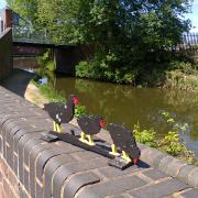 Moorhens